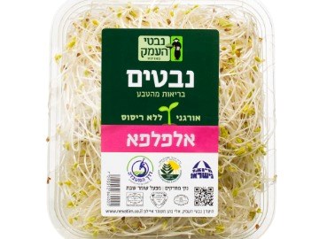 נבטי אלפלפא