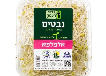 נבטי אלפלפא